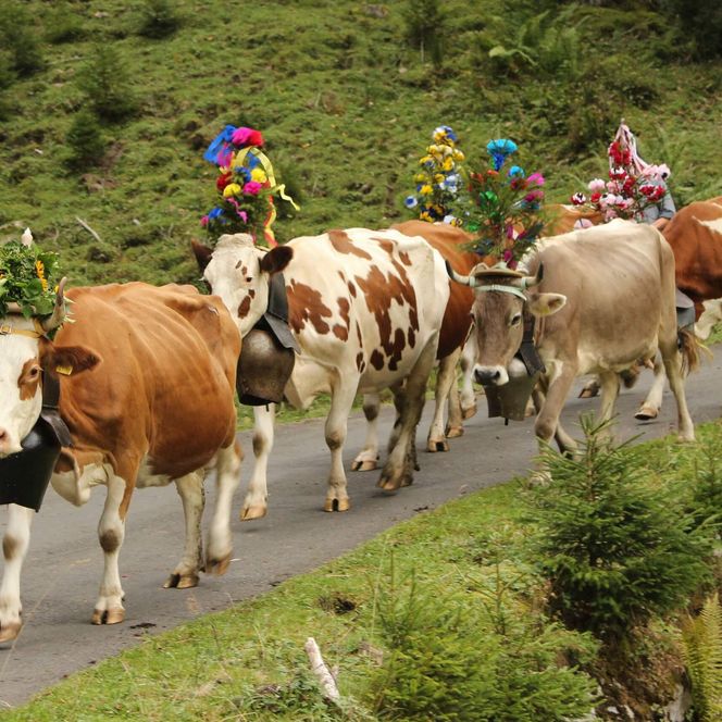 Geschmückte Kühe laufen vom Justistal nach Sigriswil