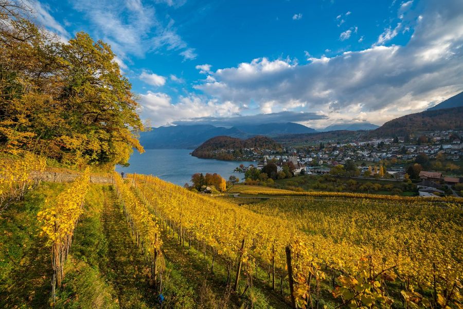 Wunderbare Herbststimmung im Rebberg in Spiez mit imposantem Ausblick auf den Thunersee und das Schloss Spiez