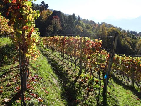 Weinreben im Sonnenschein oberhalb des Thunersees