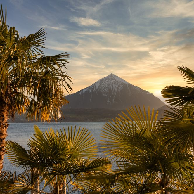 Merligen mit Blick auf Niesen und Palmen