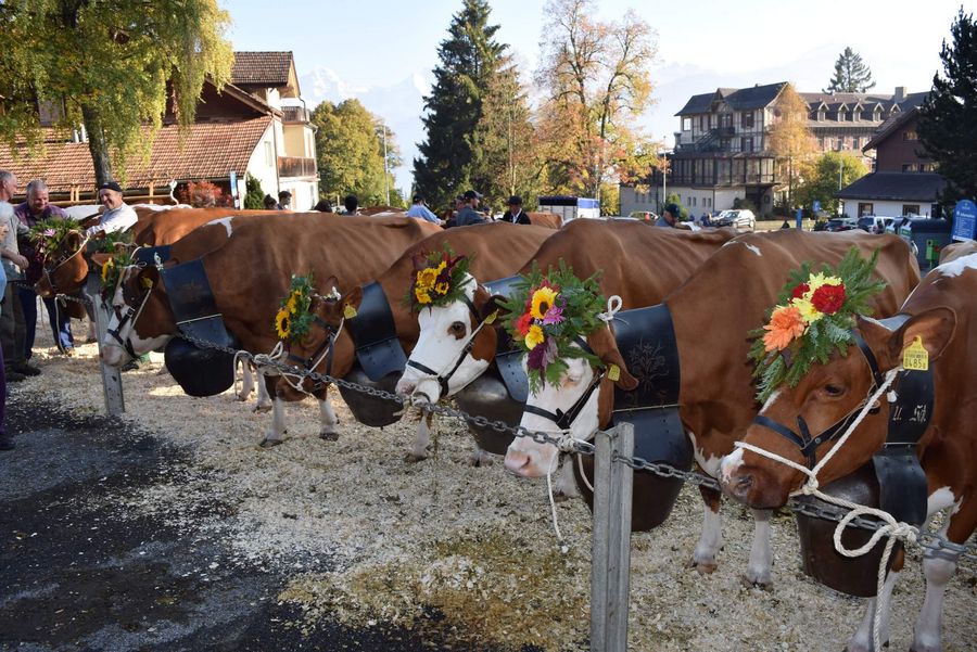 Mehrere schön geschmückte Kühe zeigen sich an der Viehschau in Beatenberg, die im Herbst stattfindet.
