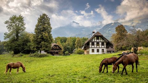 Pferde grasen vor alten Gebäuden im Freilichtmuseum Ballenberg