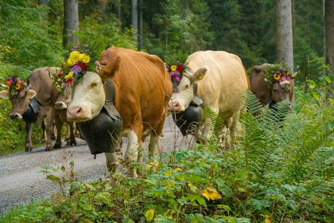 Geschmückte Kühe laufen durch den grünen Wald im Suldtal