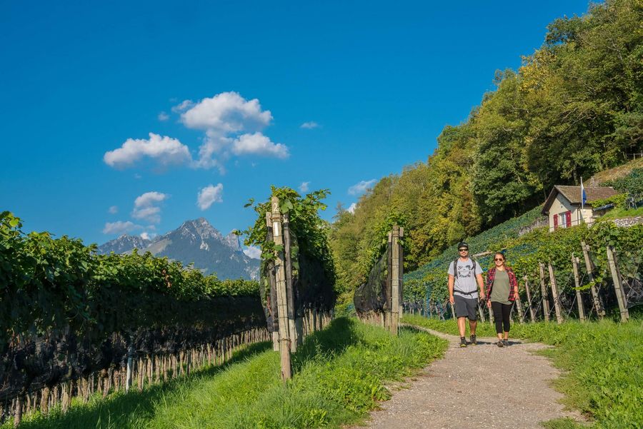 Junges Paar wandert durch die Weinreben und geniesst das herrliche Herbstwetter