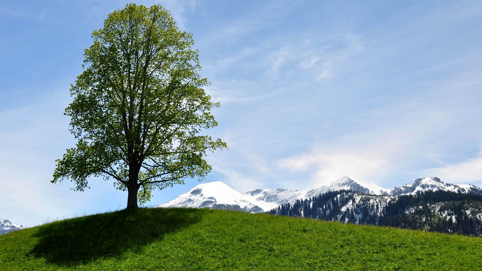Baum mit grünen Blättern auf einer Wiese in Aeschiried