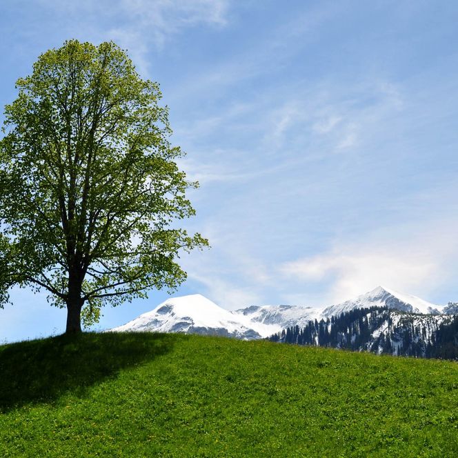 Baum mit grünen Blättern auf einer Wiese in Aeschiried
