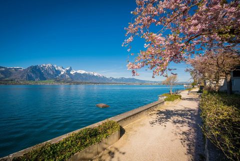Wunderschöner Magnolienbaum ziert den Uferweg entlang des tiefblauen Thunersees. Im Hintergrund ist das Stockhorn zu sehen.