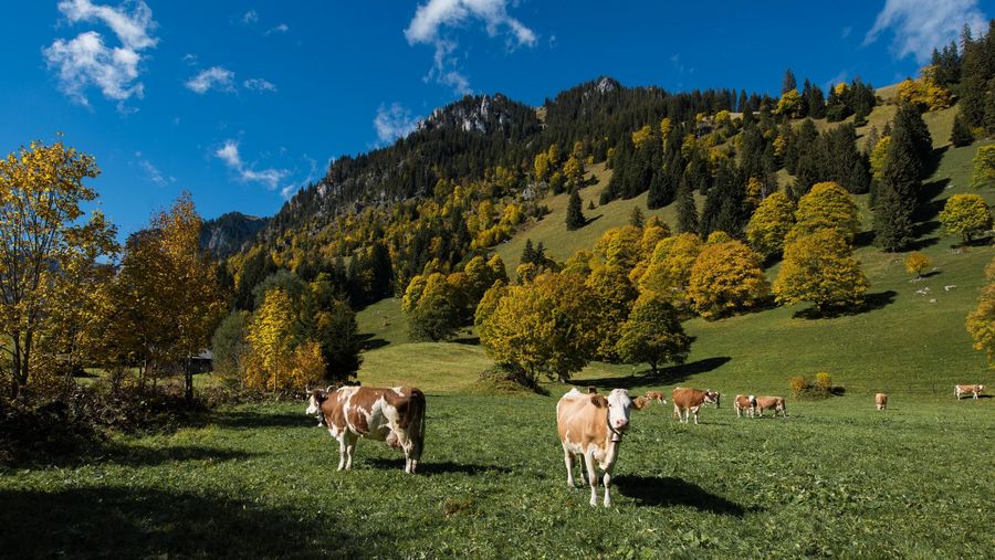 Idyllische Bergahornlandschaft im Naturpark Diemtigtal mit Kühe, Waldabschnitt und herrliche Wiese.