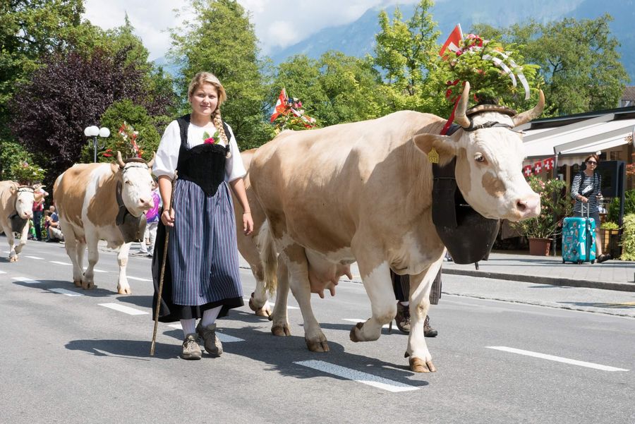 Älplerin mit Kühen läuft auf der Strasse durch Interlaken am Festumzug vom 1. August in Interlaken