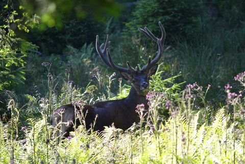 Hirsch steht inmitten blühender Gräsern an einem Sommertag in der Naturidylle von Habkern