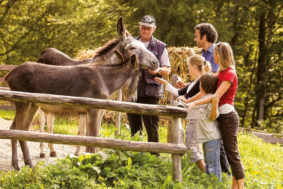 Besucher bei einem Esel im Freilichtmuseum Ballenberg