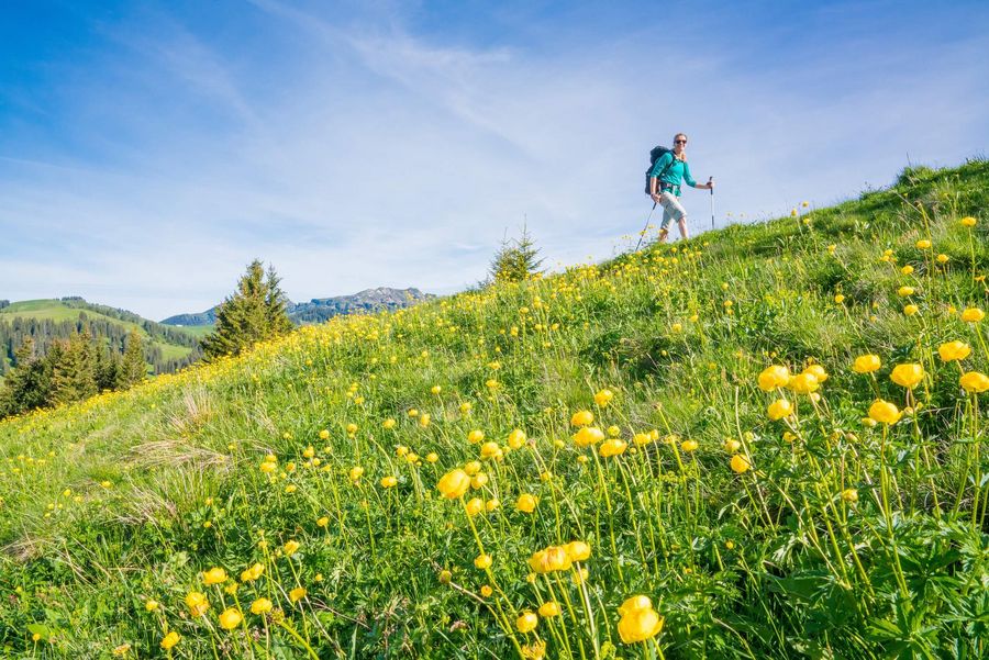 Wanderer unterwegs durch eine blühende Blumenwiese auf der Lombachalp