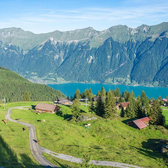 Sicht aus dem Wald, oberhalb der Häuser der Axalp. Hinter den grünen Wiesen ist der türkisfarbene Brienzersee und die Bergflanken des Brienzergrats zu sehen.