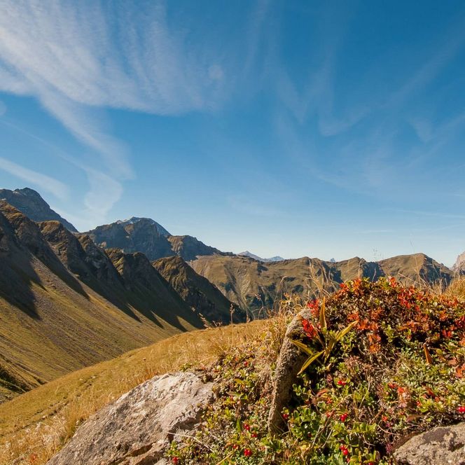 Eine Alpweide in bunten Herbstfarben bietet einen grossartigen Panoramablick über die Bergwelt im Naturpark Diemtigtal.