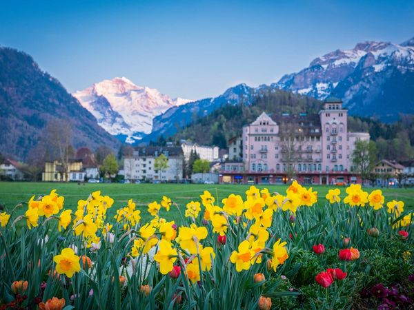Abendstimmung auf der Höhematte Herrliche Frühlingsabend auf der belebten und mit Blumen geschmückte Höhematte in Interlaken