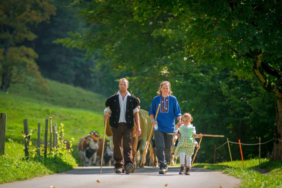 Familie läuft im Alpabzug vom Suldtal nach Aeschi
