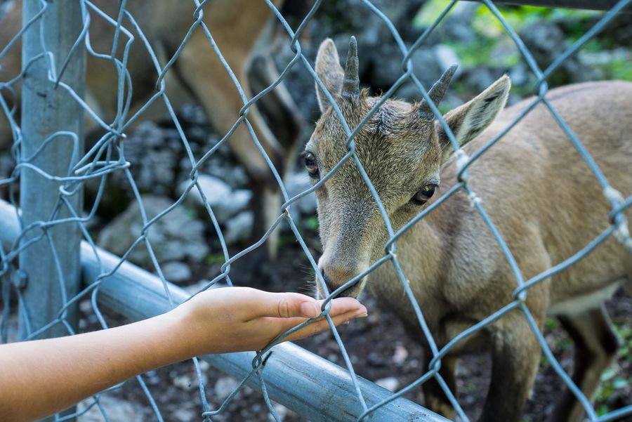 Kinderhand reicht einem keinen Rehkitz das Spezialfutter im Wildpark Brienz