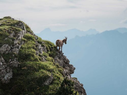 Ein Steinbock steht in steilem Gelände am Niederhorn