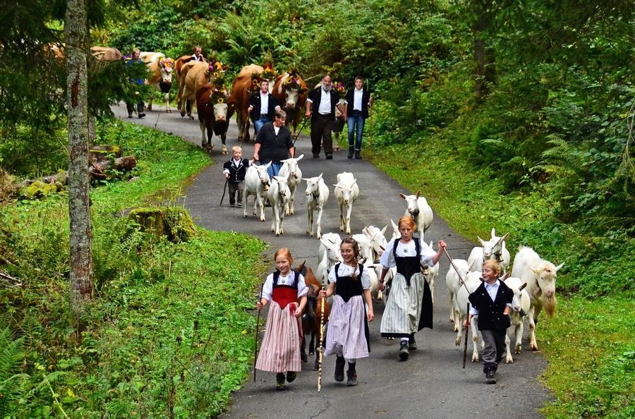Kinder und Älpler laufen mit Ziegen und Kühen durch das grüne Suldtal