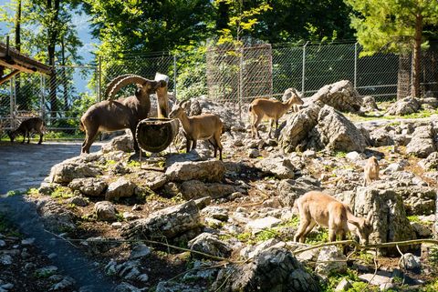 Steinböcke, Gämsen und Hirsche sonnen sich im Wildtierpark oberhalb von Brienz.