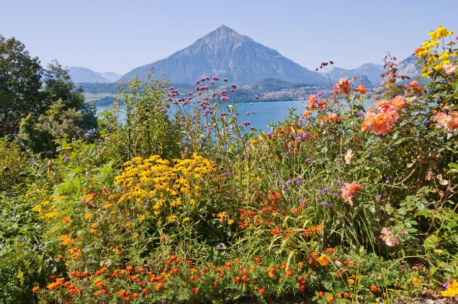 Die Natur rund um Merligen ist reich an Blumen, Wäldern und Wiesen.