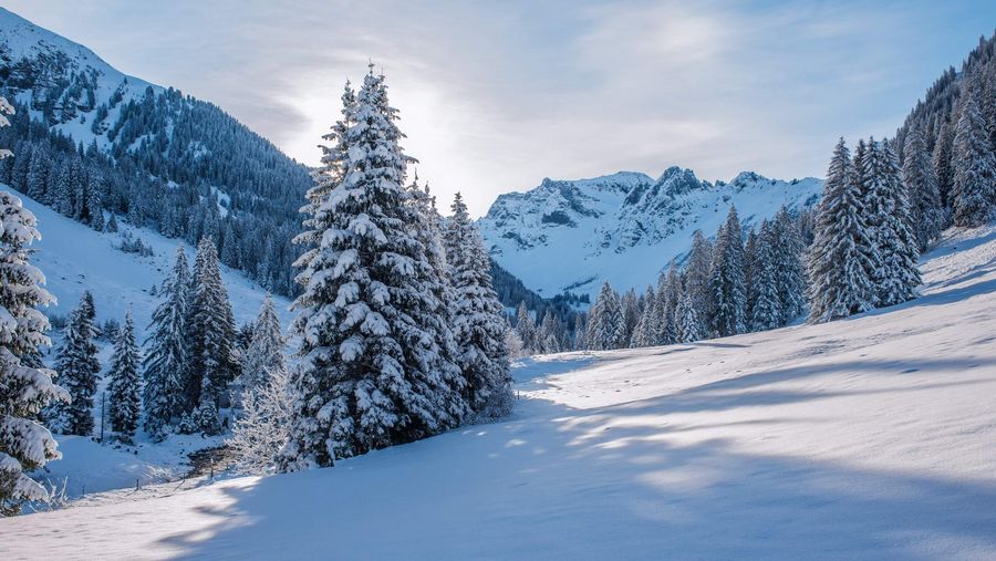 Zauberhafte Winterlandschaft mit verschneiten Tannen und glitzerenden Schneekristallen im Sonnenlicht