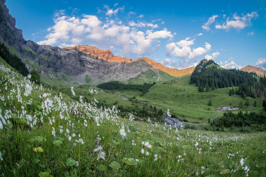 Idyllische Alplandschaft oberhalb von Saxeten mit blühenden Blumen und herrlichem Bergblick