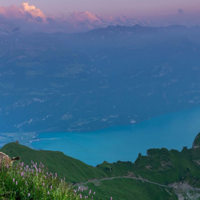 Ein Steinbock blickt vom Brienzer Rothorn zum Wanderweg, im hintergrund ist der Brienzersee zu sehen