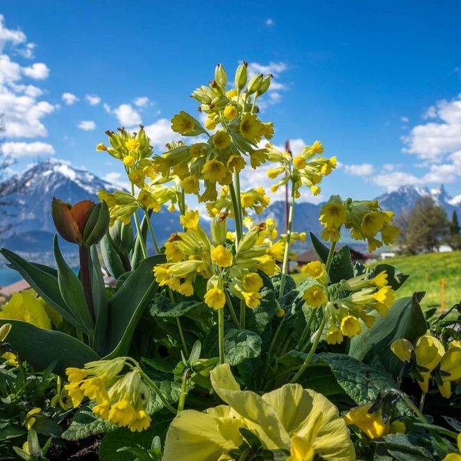 Herrliche Schlüsselblumen inmitten der erwachenden Frühlingsnatur