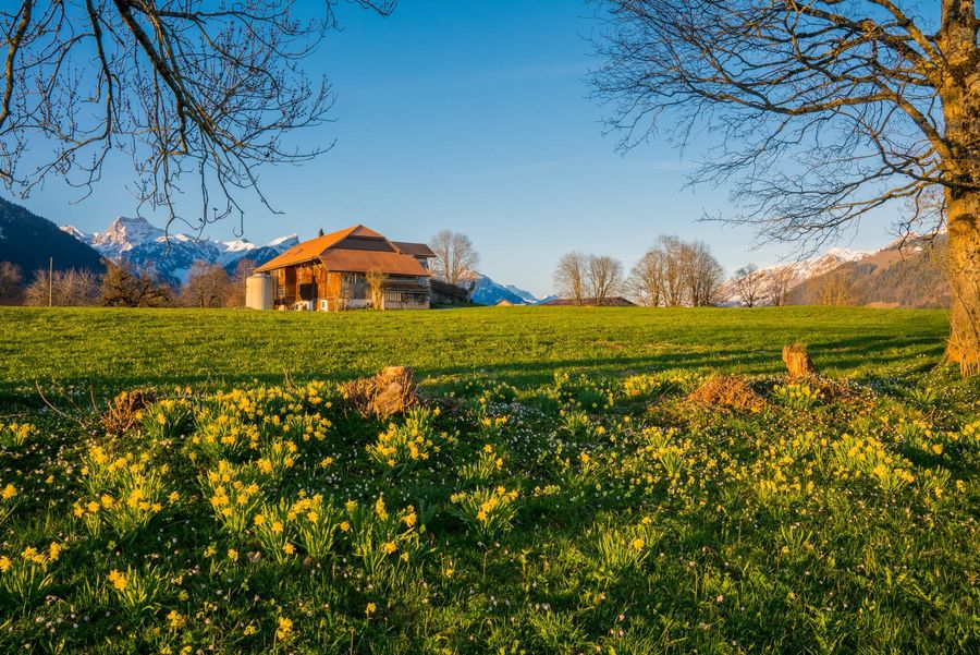 Blühende Weise mit Blick auf einen Bauernhof in Aeschi