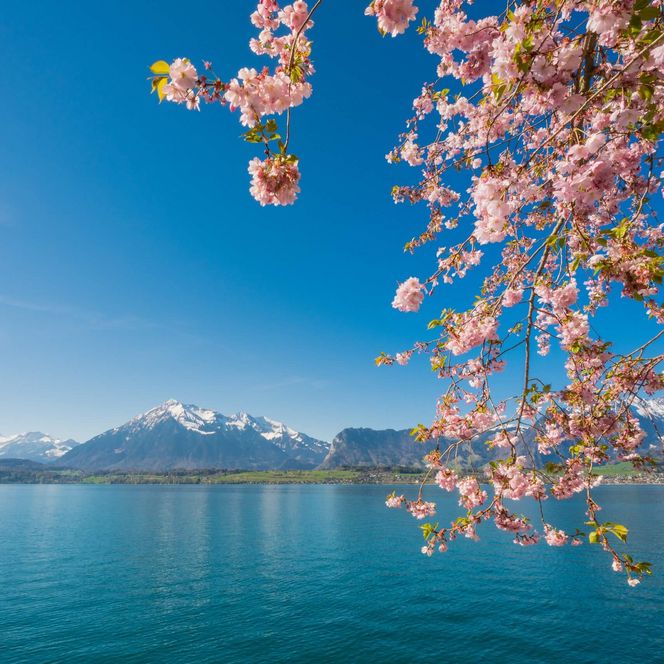 Frühlingserwachen am Thunersee. Rosafarbene Blüten im Konstrast mit dem tiefblauen Thunerseen und im Hintergrund der Niesen.