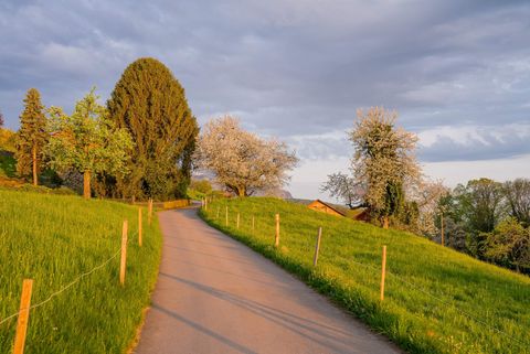 In rosa Licht getauchte Forststrasse in Krattigen