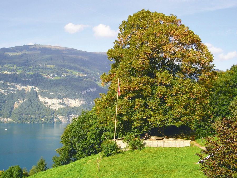Gedenkstätte an den Maler Hodler mit Baum und Blick auf den Thunersee