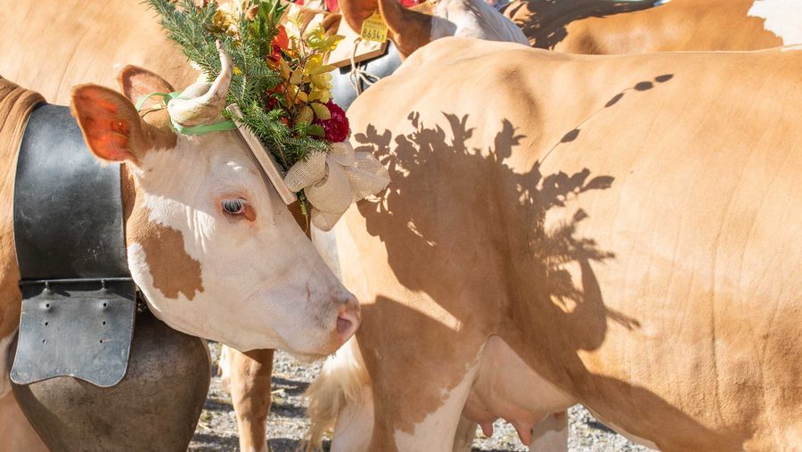 Mit Kopfschmuck aus Blumen und Zweigen geschmückte Kuh anlässlih der Viehschau im Diemtigtal.