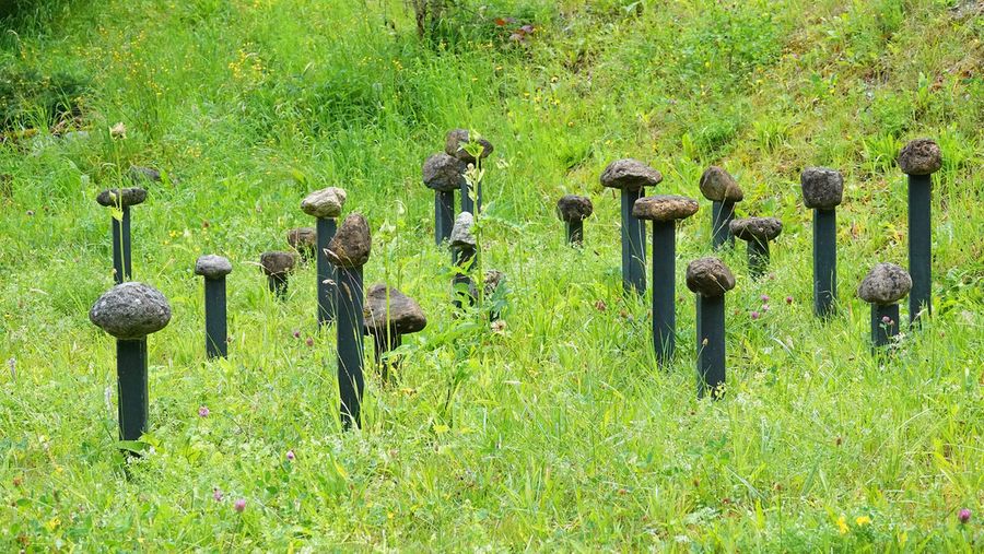 Gedenksteine an die Opfer des Saxetbach-Unglücks im Gras